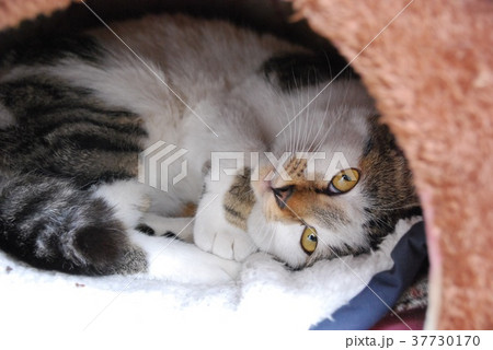 猫 37730170