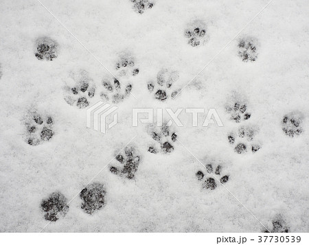 雪の上の猫の足跡 雪の上の猫の足跡 37730539