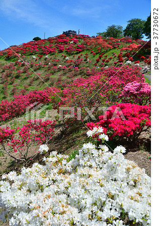 茨城県笠間市　笠間つつじ公園　満開の笠間つつじ 37730672