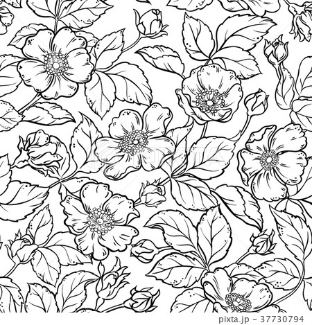 wild rose flowers seamless pattern 37730794