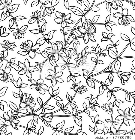 tutsan seamless pattern tutsan seamless pattern 37730796