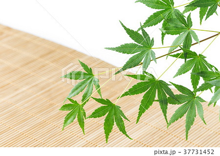 モミジの背景 モミジの背景 37731452