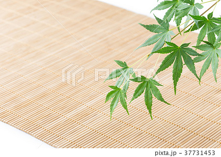 モミジの背景 37731453