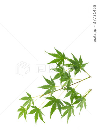 モミジの背景 37731458