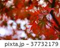 紅葉接写 37732179