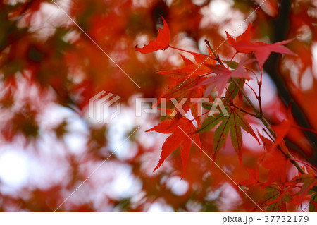 紅葉接写 37732179