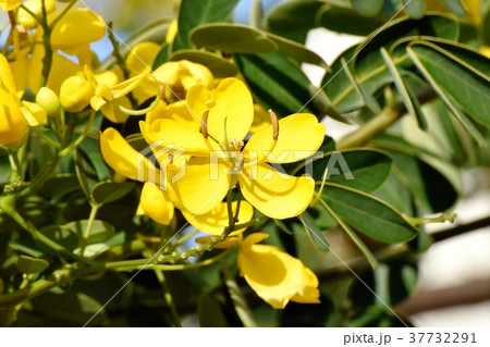 東京都三鷹市の植物 三鷹中原に咲くコバノセンナ 37732291
