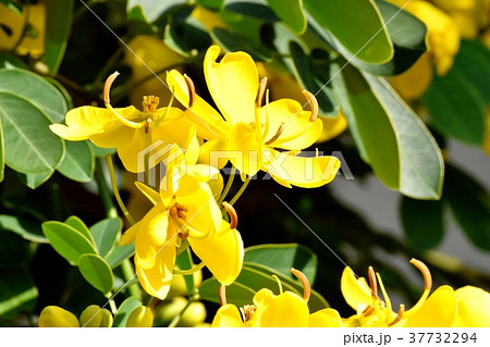 東京都三鷹市の植物 三鷹中原に咲くコバノセンナ 37732294