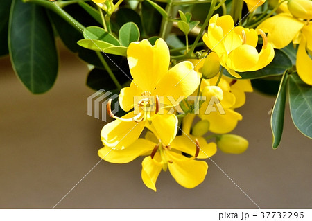 東京都三鷹市の植物 三鷹中原に咲くコバノセンナ 37732296