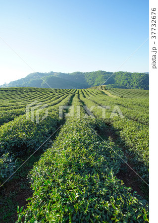Tea plantation in Doi Mae Salong, Chiang Rai 37732676