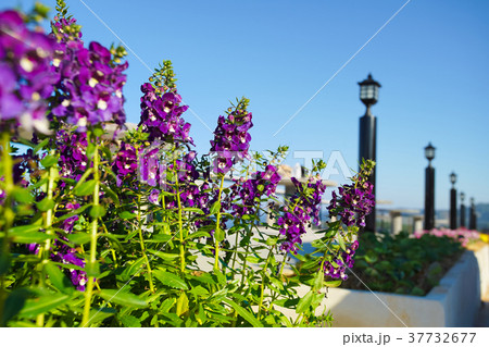 Beautiful purple flower Angelonia Serenita Beautiful purple flower Angelonia Serenita 37732677