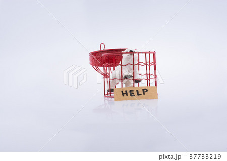 Polar bear in cage asking for help Polar bear in cage asking for help 37733219