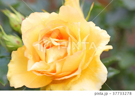 オレンジ色と杏色が美しいバラの写真素材