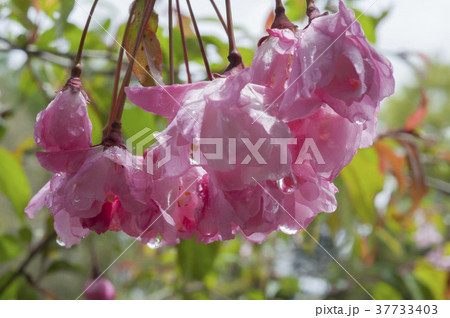 かいどう 37733403