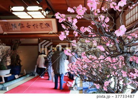長浜の盆梅展の会場の様子です 長浜の盆梅展の会場の様子です 37733487