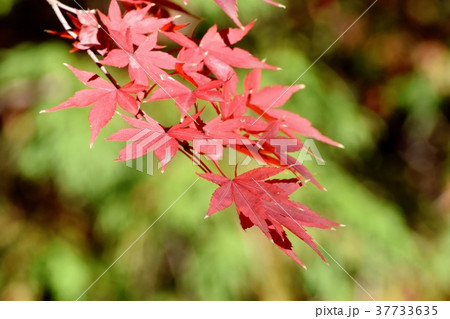 東京都三鷹市の植物 三鷹仙川公園の紅葉したカエデの葉の写真素材