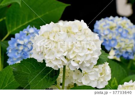 東京都三鷹市の植物 三鷹中原に咲く白いアジサイ 37733640