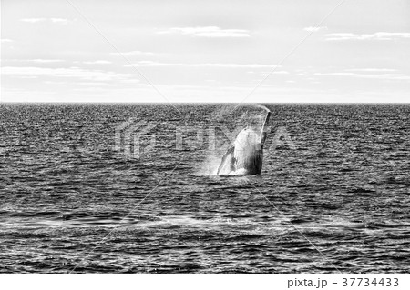 in australia a free whale in the ocean in australia a free whale in the ocean 37734433