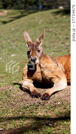 natuarl park close up of the kangaroo near bush natuarl park close up of the kangaroo near bush 37734676