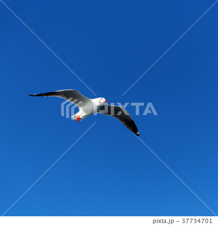 a white free seagull flying in the clear skyの写真素材 [37734701] - PIXTA