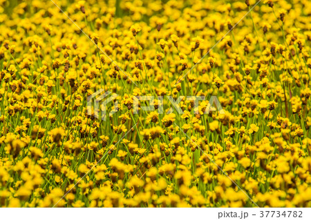 Yellow Flower Field4 37734782