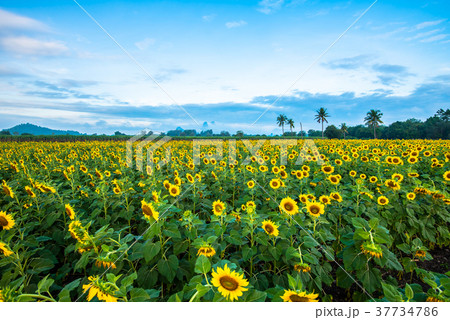Sunflower field5 Sunflower field5 37734786