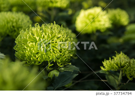 Beautiful green Mums or Chrysanthemums. 37734794
