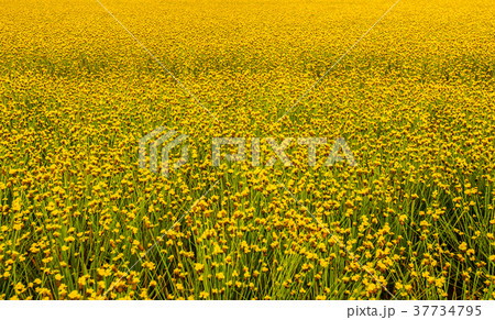 Yellow Flower Field Yellow Flower Field 37734795