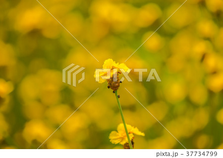 Yellow Flower Field5 Yellow Flower Field5 37734799