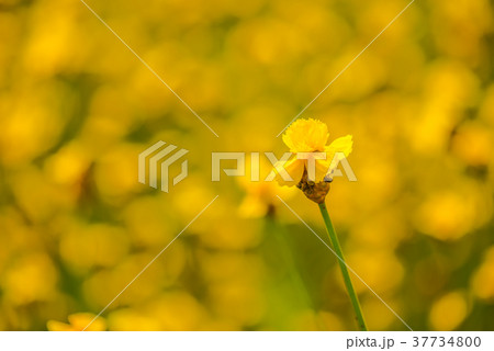 Yellow Flower Field6 Yellow Flower Field6 37734800