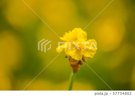 Yellow Flower Field7 Yellow Flower Field7 37734802