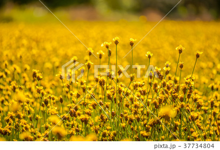 Yellow Flower Field9 Yellow Flower Field9 37734804
