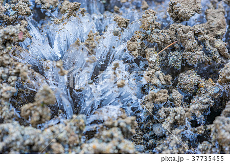 【神奈川県】霜柱 37735455