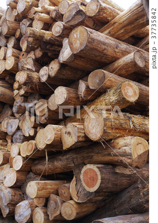 木材・丸太(林業イメージなども可) 木材・丸太(林業イメージなども可) 37735842