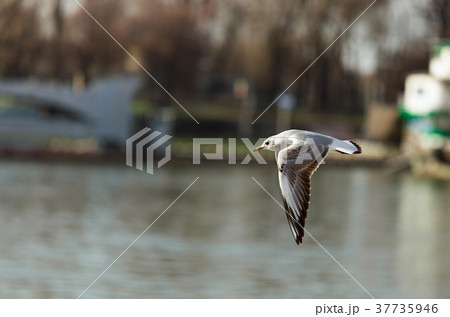 Seagull  over the river 37735946
