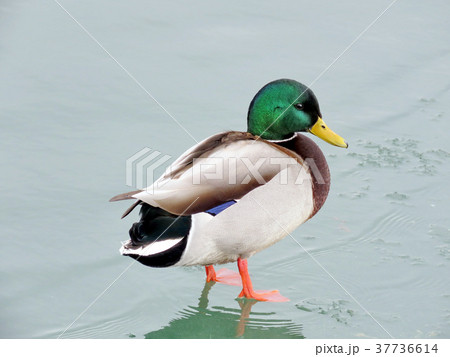 Toronto Lake male Mallard duck on the ice 2018 Toronto Lake male Mallard duck on the ice 2018 37736614