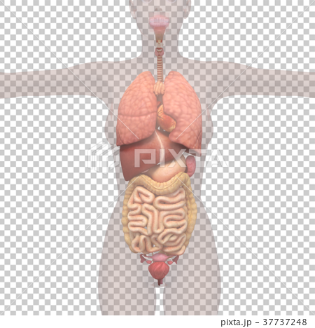 人體標本女性骨骼和內臟器官圖像燙髮3dcg圖材料 插圖素材 圖庫