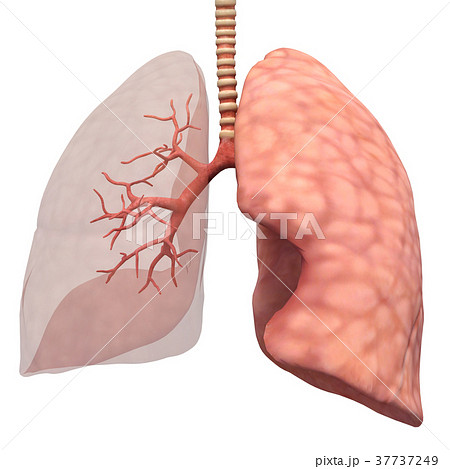 人体標本 内臓イメージ 肺 Perming 3dcg Perming 3dcgイラスト素材のイラスト素材