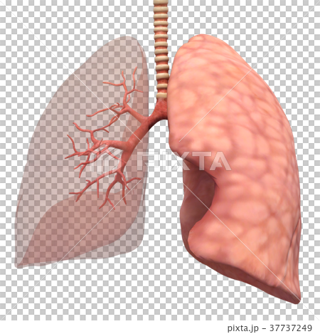 人体標本　内臓イメージ　肺　perming 3DCG　perming 3DCGイラスト素材 37737249