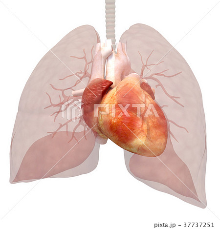人体標本 内臓イメージ心臓 Perming 3dcgイラスト素材のイラスト素材