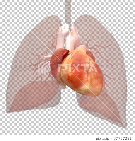 人体標本　内臓イメージ心臓　perming 3DCGイラスト素材 37737251