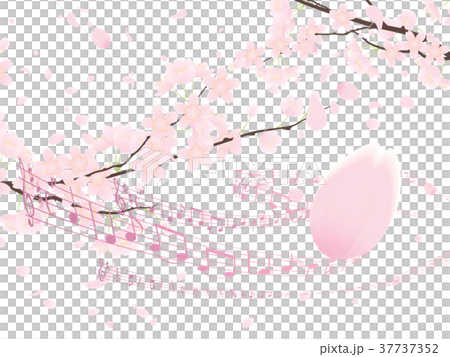 Yoshino cherry tree 37737352