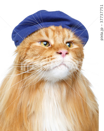 beautiful maine coon cat in hat 37737751