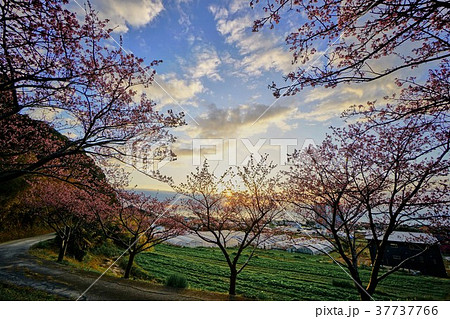 千葉県 朝日の元朝桜 千葉県 朝日の元朝桜 37737766