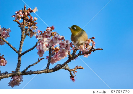 千葉県 元朝桜とメジロ 千葉県 元朝桜とメジロ 37737770