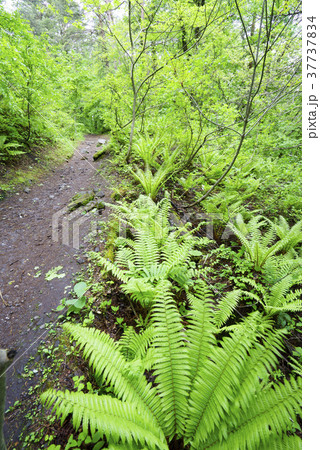 五色沼自然探勝路Goshiki-numa Ponds Nature新緑と小湖沼群を見ながら森林浴 37737834
