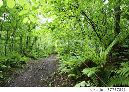 五色沼自然探勝路Goshiki-numa Ponds Nature新緑と小湖沼群を見ながら森林浴 37737841