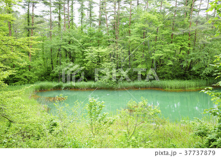 沼周囲の草木に鉄の成分が付着し赤く見えるのという赤沼(五色沼)Aka-numa Pond 沼周囲の草木に鉄の成分が付着し赤く見えるのという赤沼(五色沼)Aka-numa Pond 37737879