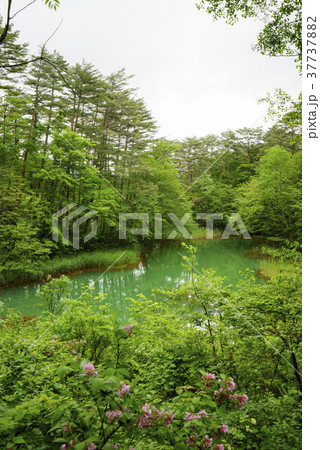 沼周囲の草木に鉄の成分が付着し赤く見えるのという赤沼（五色沼）Aka-numa Pond 37737882