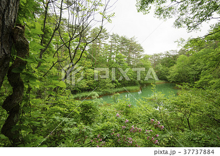 沼周囲の草木に鉄の成分が付着し赤く見えるのという赤沼(五色沼)Aka-numa Pond 沼周囲の草木に鉄の成分が付着し赤く見えるのという赤沼(五色沼)Aka-numa Pond 37737884